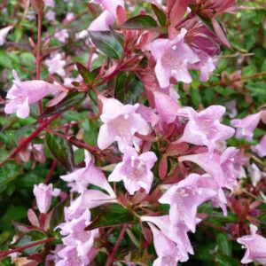 Abelia Edward Goucher · BotanyXS- Producción de plantel de planta vivaz y arbustiva