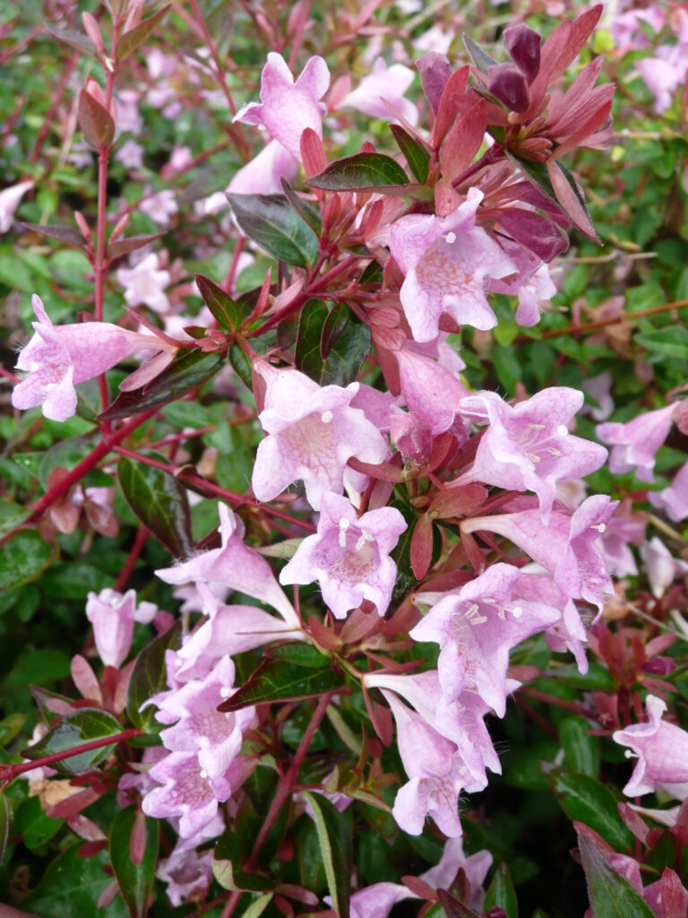 Abelia Edward Goucher · BotanyXS- Producción de plantel de planta vivaz y arbustiva