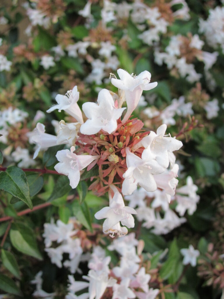 Abelia x grandiflora · BotanyXS- Producción de plantel de planta vivaz y arbustiva