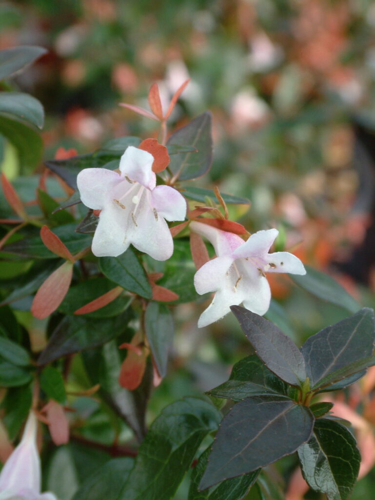 Abelia x grandiflora "Prostrata" · BotanyXS- Producción de plantel de planta vivaz y arbustiva