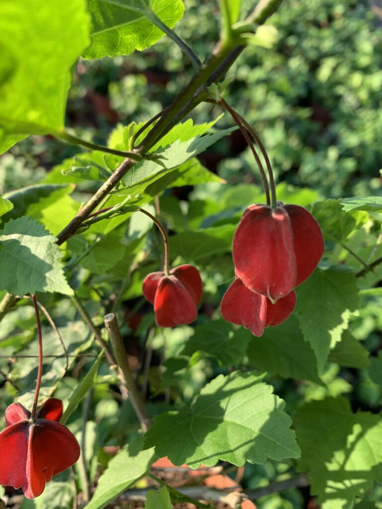 Abutilon megapotamicum · BotanyXS- Producción de plantel de planta vivaz y arbustiva