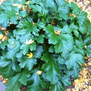 Acanthus mollis · BotanyXS- Producción de plantel de planta vivaz y arbustiva