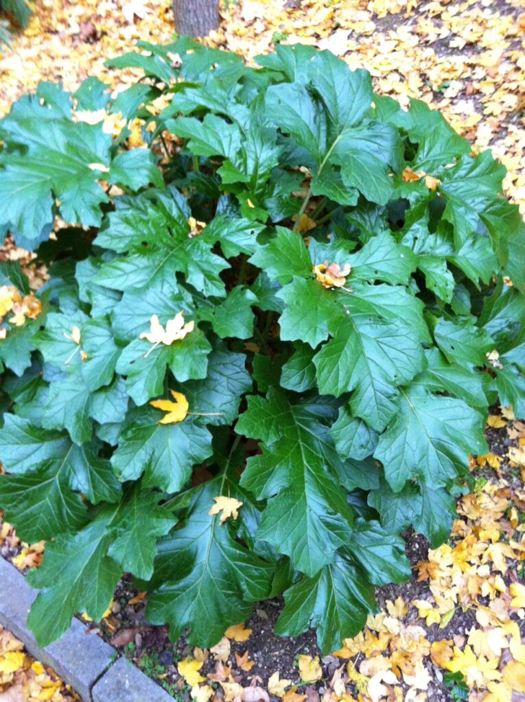 Acanthus mollis · BotanyXS- Producción de plantel de planta vivaz y arbustiva