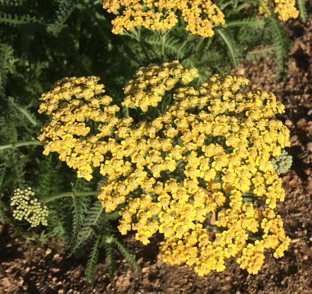 Achillea Terracotta · BotanyXS- Producción de plantel de planta vivaz y arbustiva