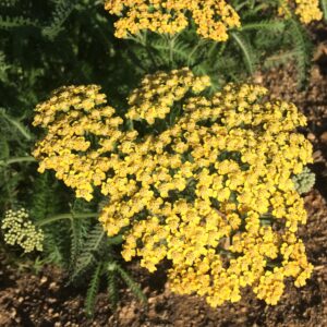 Achillea Terracotta · BotanyXS- Producción de plantel de planta vivaz y arbustiva