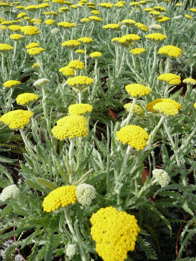 Achillea coarctata · BotanyXS- Producción de plantel de planta vivaz y arbustiva