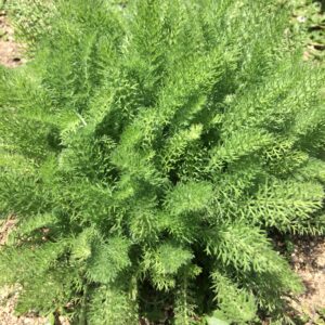 Achillea crithmifolia · BotanyXS- Producción de plantel de planta vivaz y arbustiva
