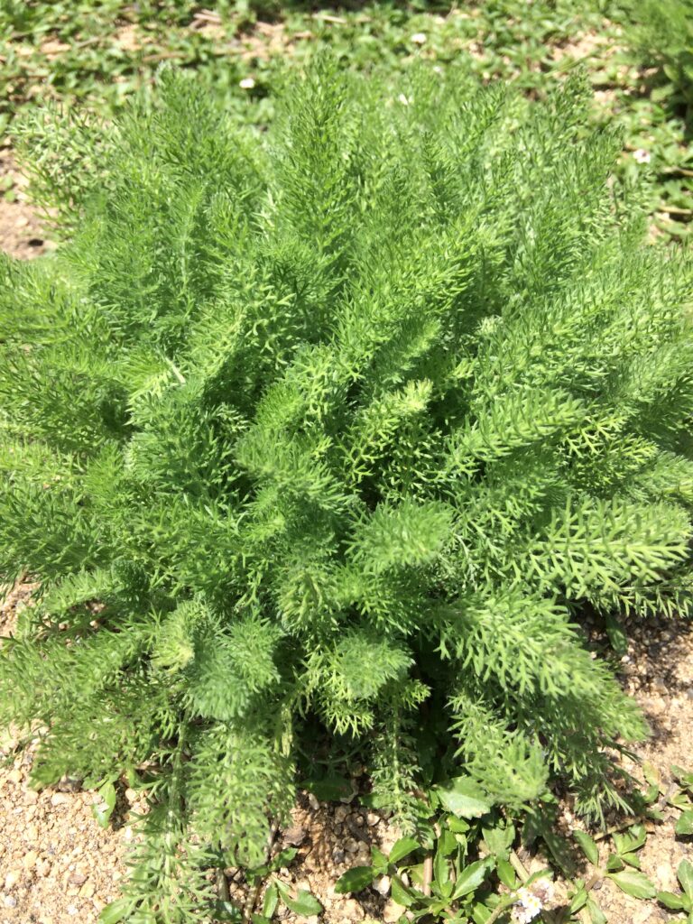 Achillea crithmifolia · BotanyXS- Producción de plantel de planta vivaz y arbustiva