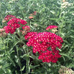Achillea millefolium "Red Velvet" · BotanyXS- Producción de plantel de planta vivaz y arbustiva