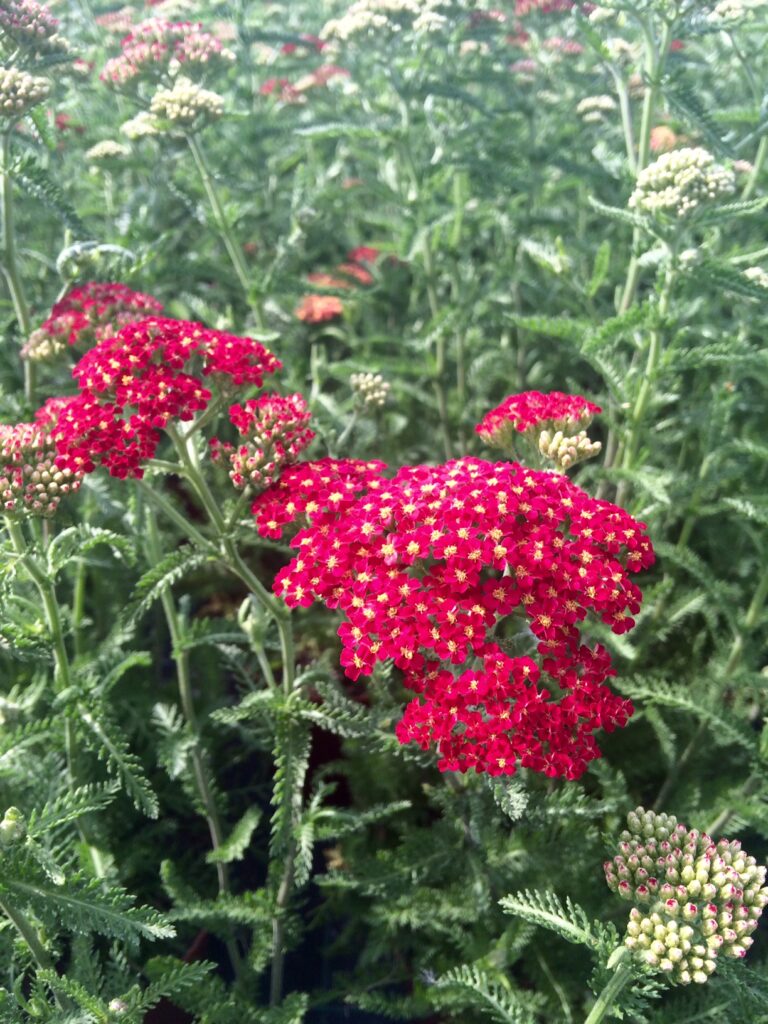 Achillea millefolium "Red Velvet" · BotanyXS- Producción de plantel de planta vivaz y arbustiva