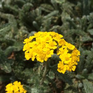 Achillea tomentosa · BotanyXS- Producción de plantel de planta vivaz y arbustiva