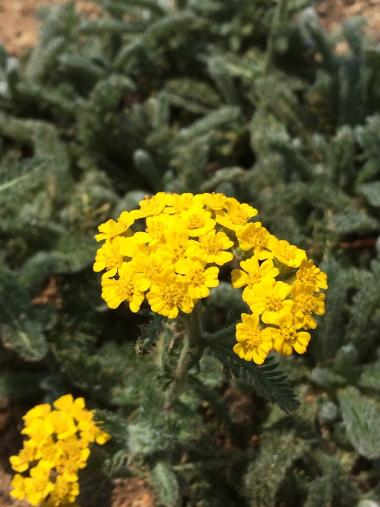 Achillea tomentosa · BotanyXS- Producción de plantel de planta vivaz y arbustiva