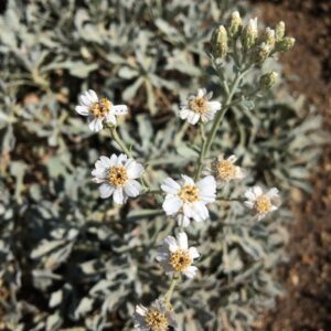 Achillea umbellata · BotanyXS- Producción de plantel de planta vivaz y arbustiva