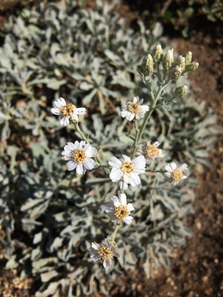 Achillea umbellata · BotanyXS- Producción de plantel de planta vivaz y arbustiva