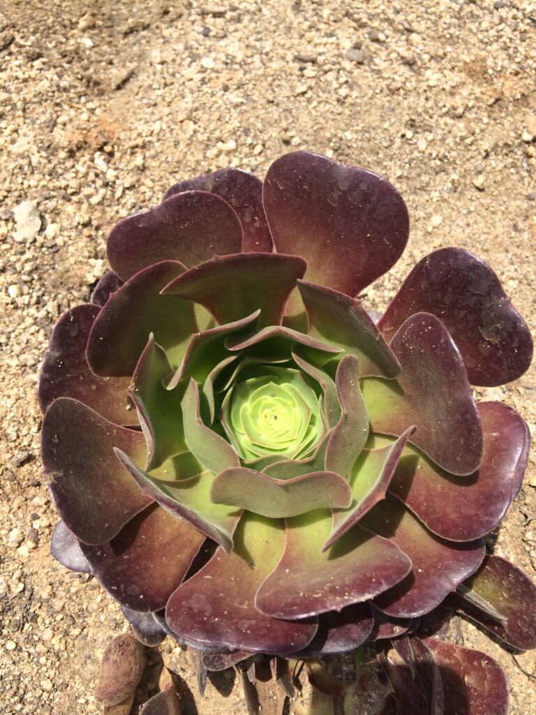 Aeonium Velour · BotanyXS- Producción de plantel de planta vivaz y arbustiva
