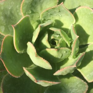 Aeonium arboreum · BotanyXS- Producción de plantel de planta vivaz y arbustiva
