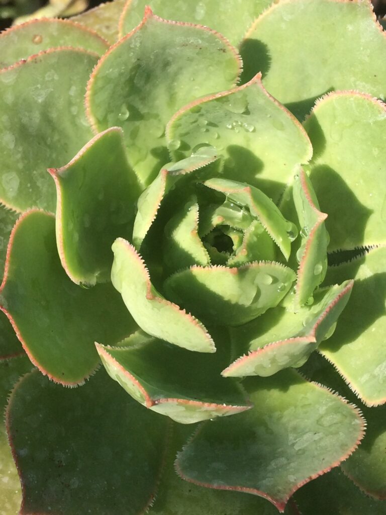 Aeonium arboreum · BotanyXS- Producción de plantel de planta vivaz y arbustiva