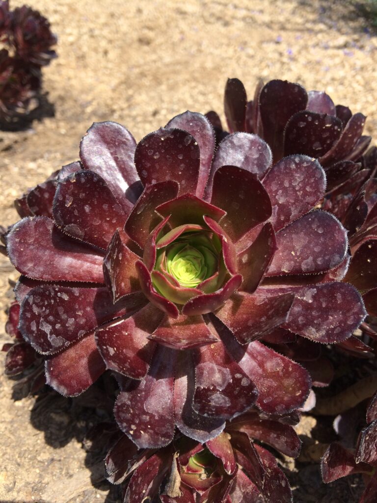 Aeonium arboreum "Atropurpureum" · BotanyXS- Producción de plantel de planta vivaz y arbustiva