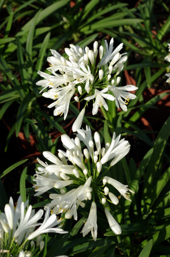 Agapanthus Peter Pan "White" · BotanyXS- Producción de plantel de planta vivaz y arbustiva