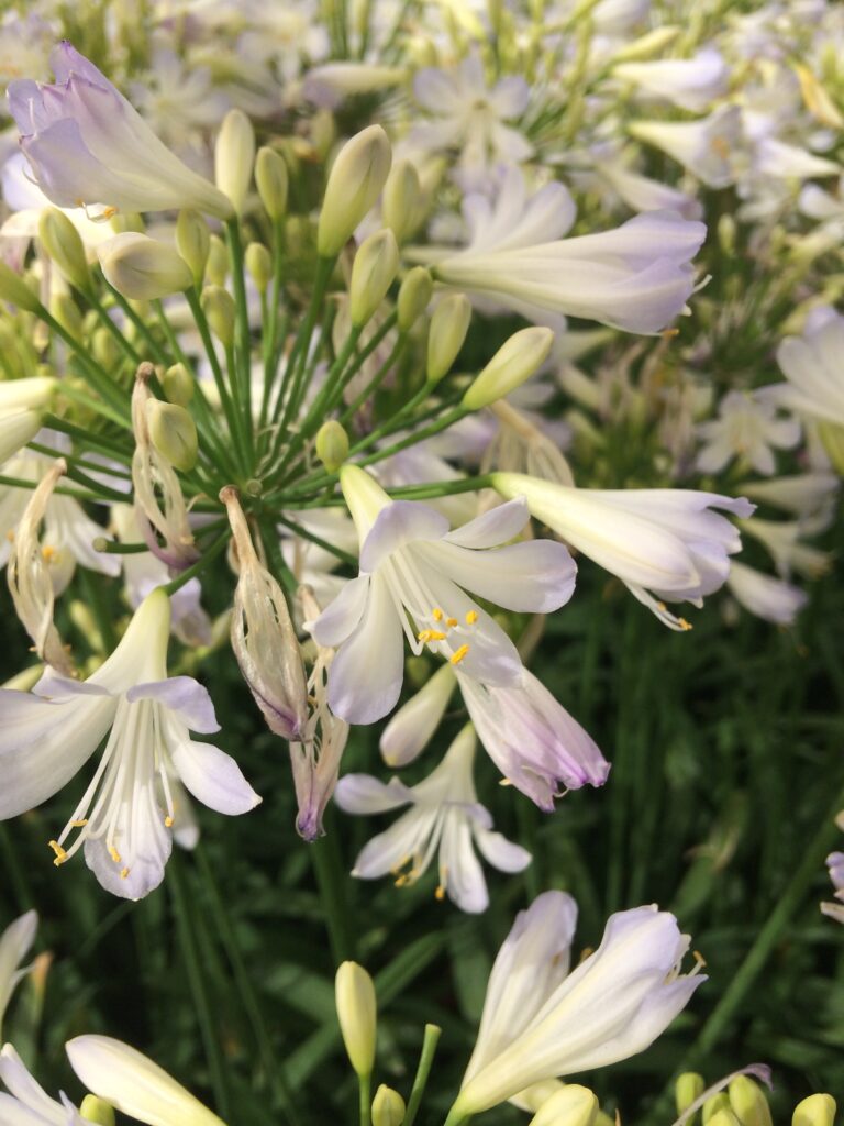 Agapanthus Silver Baby · BotanyXS- Producción de plantel de planta vivaz y arbustiva