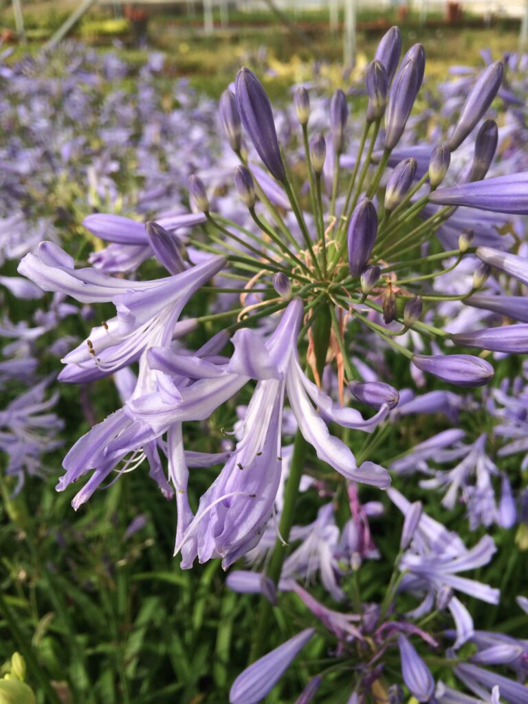 Agapanthus Sra. Maria · BotanyXS- Producción de plantel de planta vivaz y arbustiva