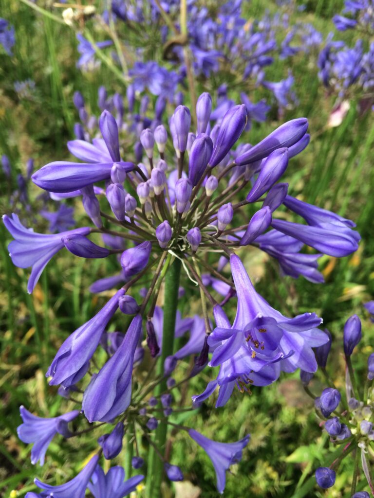 Agapanthus Streamline · BotanyXS- Producción de plantel de planta vivaz y arbustiva