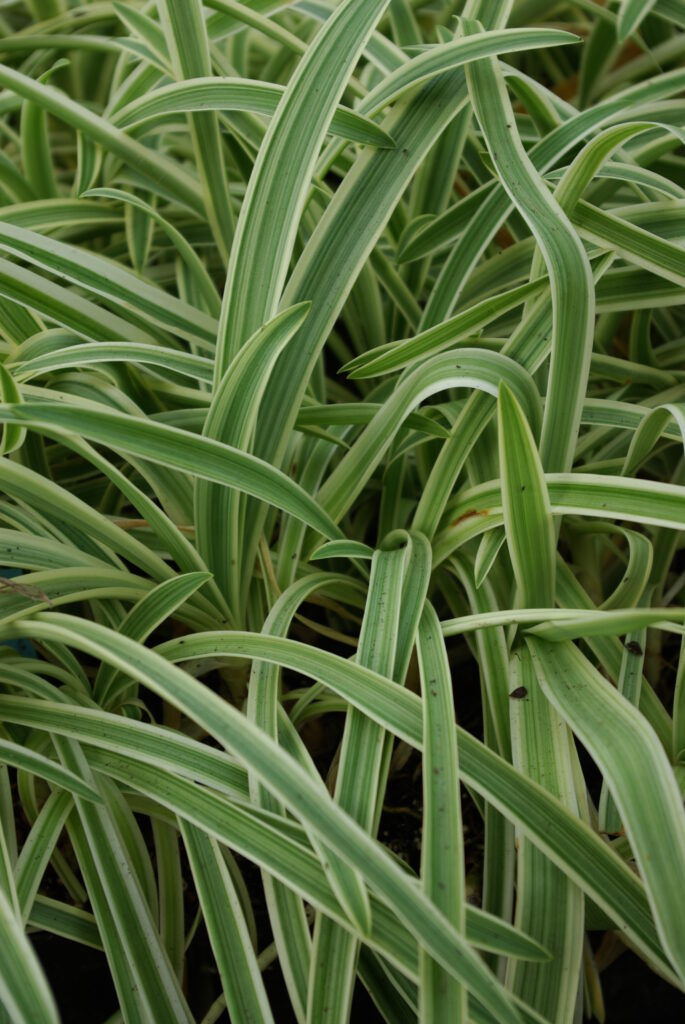 Agapanthus Tinkerbell · BotanyXS- Producción de plantel de planta vivaz y arbustiva