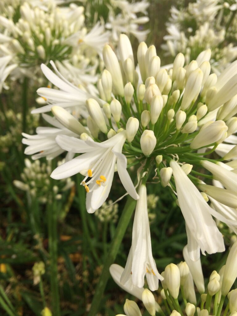 Agapanthus White Ice · BotanyXS- Producción de plantel de planta vivaz y arbustiva