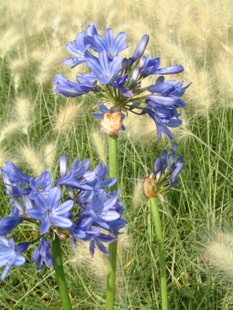 Agapanthus praecox · BotanyXS- Producción de plantel de planta vivaz y arbustiva