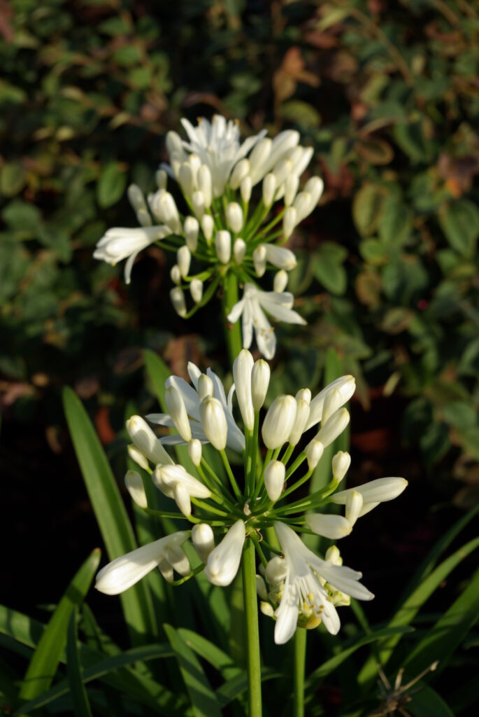 Agapanthus praecox "White" · BotanyXS- Producción de plantel de planta vivaz y arbustiva