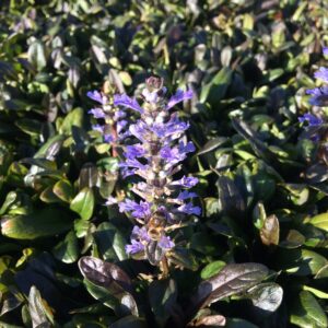 Ajuga tenorii "Valfredda" · BotanyXS- Producción de plantel de planta vivaz y arbustiva