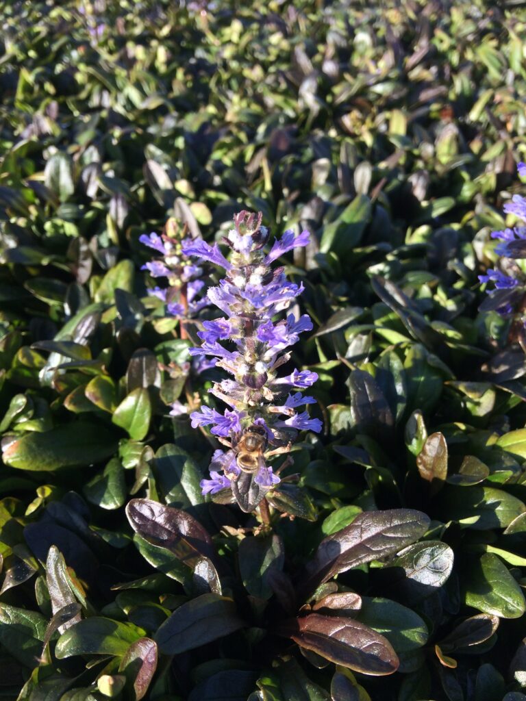 Ajuga tenorii "Valfredda" · BotanyXS- Producción de plantel de planta vivaz y arbustiva