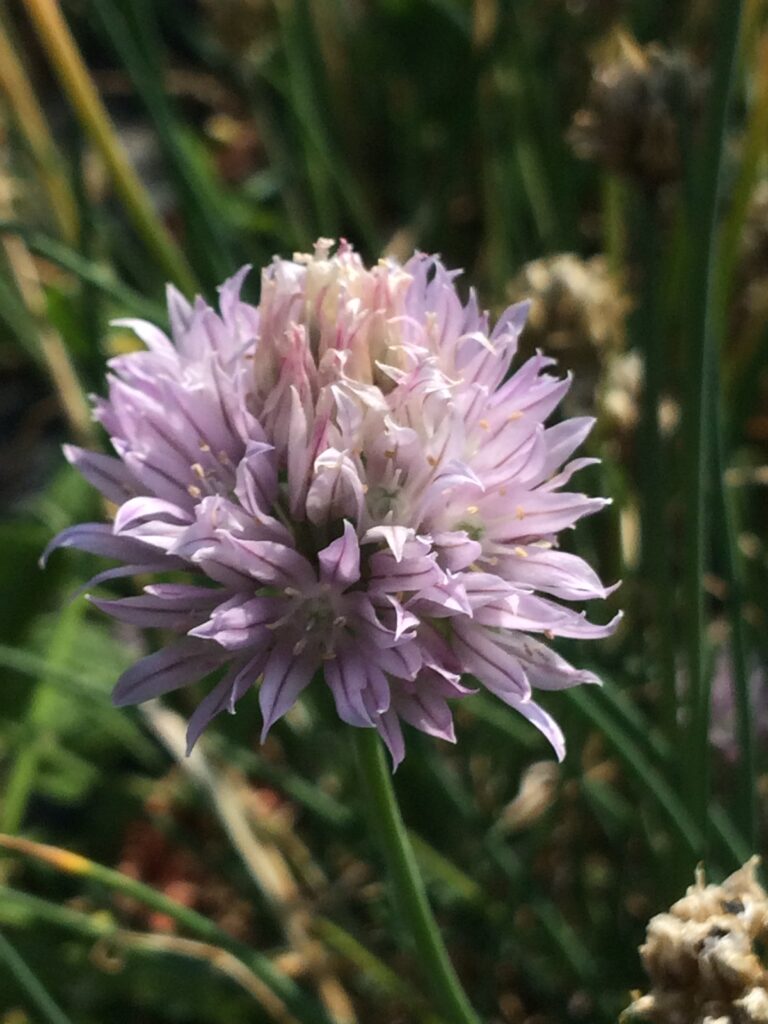 Allium schoenoprasum · BotanyXS- Producción de plantel de planta vivaz y arbustiva