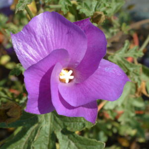 Alyogyne huegelii "Santa Cruz" · BotanyXS- Producción de plantel de planta vivaz y arbustiva