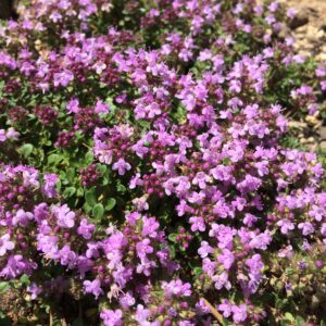 Thymus serpyllum "Magic Carpet" · Botanyxs - Producción de plantel de planta vivaz y arbustiva