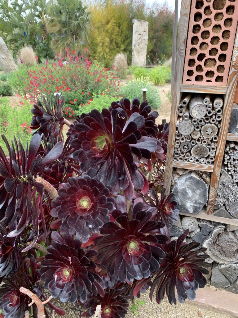 Aeonium Zwartkop · BotanyXS- Producción de plantel de planta vivaz y arbustiva